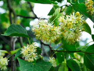 Kwiaty Lipy (Tilia) są stosowana w ludowym lecznictwie i są miododajne i bardzo aromatycznym zapachu 