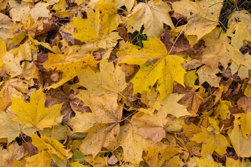 autumn yellow leaves on the ground 