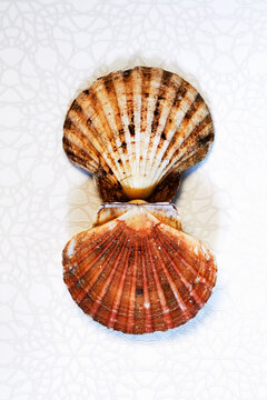 Scallop, open