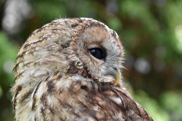 Portrait einer kleinen Eule oder eines Kautzes, Käutzchen, Screech Owl
