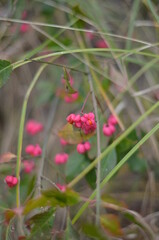 red and white flower