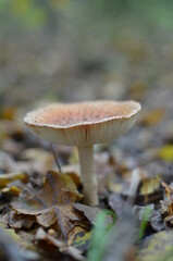 mushroom in the forest
