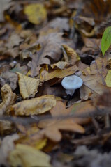 fallen autumn leaves