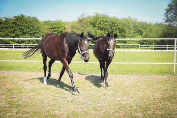 Naklejka na ściany i meble Dark bay horses in paddock on sunny day. Beautiful pets