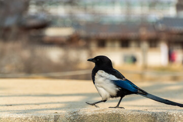 Pica pica bird, also called Eurasian Magpie walking at the stone with background of Gyeongbokgung palace in Seoul, South Korea