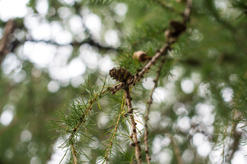 footpath in autumn forest in the morning