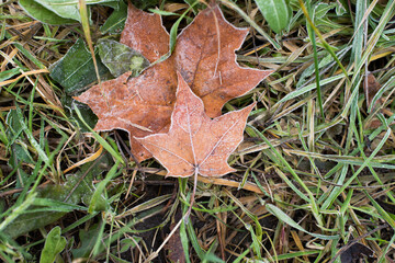 frozen autumn leaves on the ground