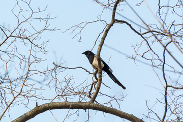 Pica pica bird, also called Eurasian Magpie perching at the withered tree in winter in Gyeongbokgung palace in Seoul, South Korea