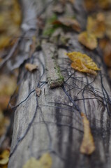 autumn leaves on the tree