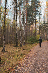 walking in the forest