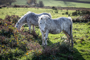 Obraz na płótnie Canvas Wild, white horses, grazing on common land