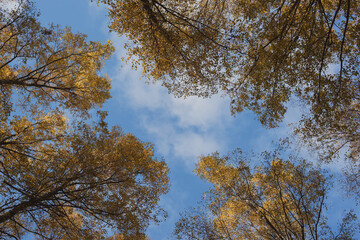 footpath in autumn forest in the morning