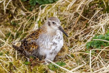 Rock Sandpiper (Calidris ptilocnemis) chick at St. George Island, Pribilof Islands, Alaska, USA
