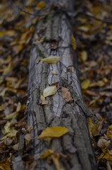 autumn in the forest