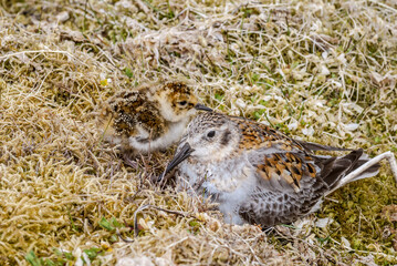 Rock Sandpiper (Calidris ptilocnemis) chick at St. George Island, Pribilof Islands, Alaska, USA