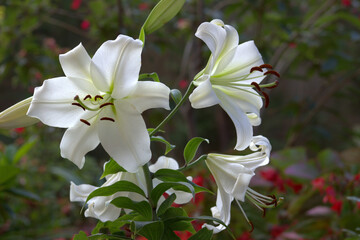 White lily in the garden.
