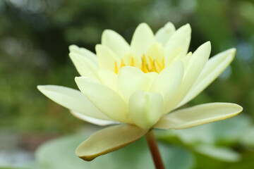 Obraz na płótnie Canvas Beautiful white lotus flower on blurred background, closeup