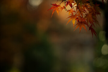 晩秋の風景　色づいたもみじ　11月