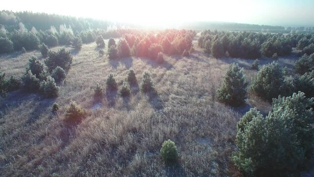Flying over a fairytale romantic frozen forest background. Beautiful sunrise frost and snow on the grass and branches. Aerial forward camera moving.