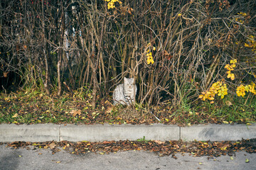 kot ukryty za gałęziami  © Marcin Łazarczyk