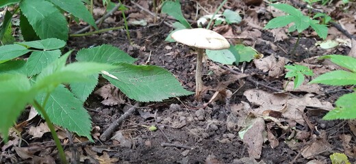 ants on the ground