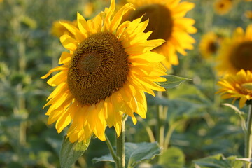 Tournesol