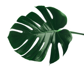 Beautiful monstera leaf isolated on white. Tropical plant © New Africa