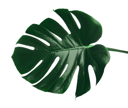 Beautiful monstera leaf isolated on white. Tropical plant