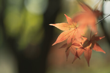 晩秋の風景　色づいたもみじ　11月