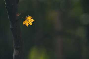 晩秋の風景　色づいたもみじ　11月