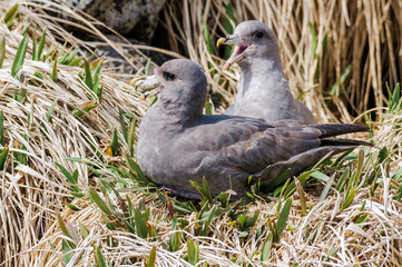 Dark-morphed Northern Fulmars (Fulmarus glacialis) at Chowiet Island, Semidi Islands, Alaska, USA