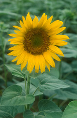 Tournesol