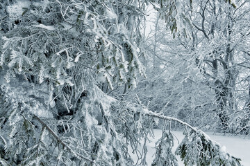 Spruce branches covered with snow and frost crystals. Great winter view.
