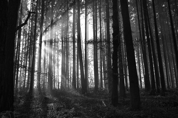 Sonnenschein Wald 