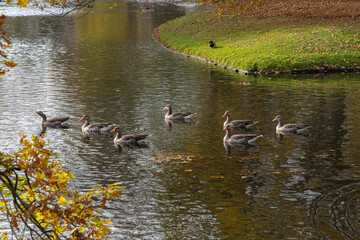 Floating flock of wild geese on a lake