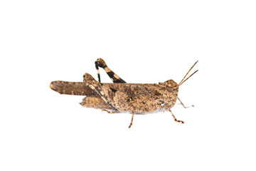 Grasshopper isolated on white background.