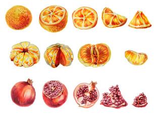 set of delicious oranges, tangerines, pomegranates cut into slices. Set of slices and whole Christmas fruits isolated on a white . Watercolor Botanical illustration of citrus fruits. Hand-drawn.