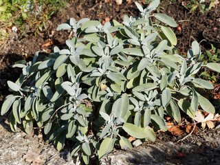 Salvia officinalis ou sauge officinale aux feuilles veloutées, vert pâle, oblongue-lancéolées,...