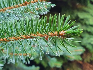 Naklejka na ściany i meble Drops of water after the rain hung on the needles of a pine branch.