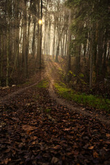 Wald herbstlich 