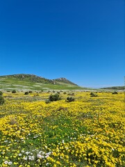 Beautiful yellow and white flower blooms - the annual spring bloom on the West Coast in Cape Town, South Africa