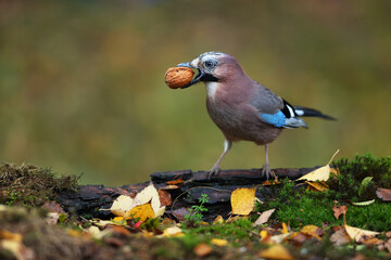 Jay with nut in the garden