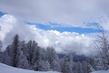 Beautiful pictures in the winter forest with snowy branches and clean snowdrifts, blue sky.