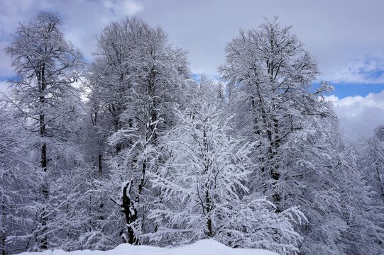Beautiful pictures in the winter forest with snowy branches and clean snowdrifts, blue sky.