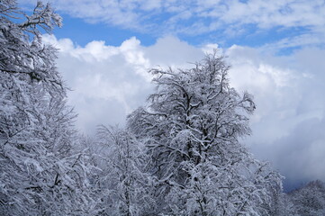 Beautiful pictures in the winter forest with snowy branches and clean snowdrifts, blue sky.