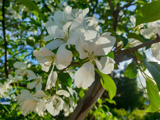 Early summer in Arkhangelsk. Apple tree flowers close-up in the light of the setting sun.