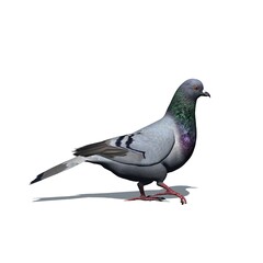 Farm animals - pigeon with shadow on the floor - isolated on white background - 3D illustration