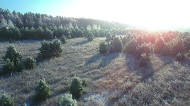 Flying over a fairytale romantic frozen forest background with flickering snowflakes flying. Beautiful sunrise frost and snow on the grass and branches. Aerial right forward camera moving.