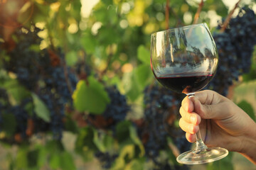 Man holding glass of wine in vineyard on sunny day, closeup. Space for text