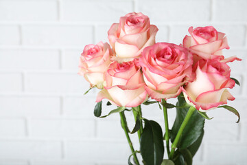 Beautiful pink roses near white brick wall, closeup